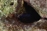 Echinometra viridis Oursin de recif-Bonaire Buddy Reef-15m-20180222nuit-Denis-ADER-DSC_7604_tn
